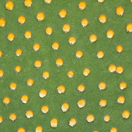 It is Cactus texture for pattern and background.
