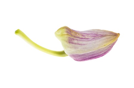 It is Orchid bud isolated on white.の写真素材