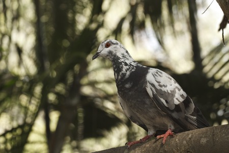 It is Pigeon on the branch.の写真素材