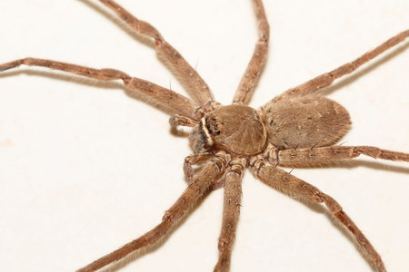 It is One spider isolated on white background.