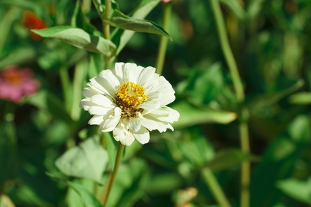 It is White flower with yellow pollen.の写真素材