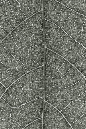 It is Leaf texture for pattern.