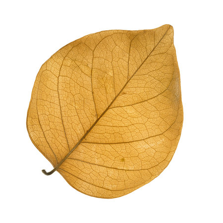 It is Single dry brown leaf isolated on white.の写真素材
