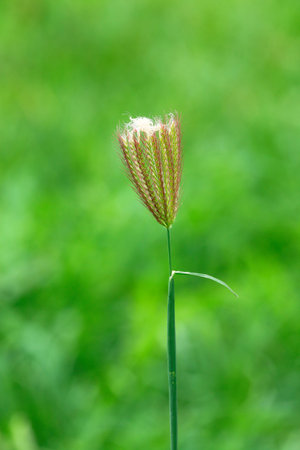 It is Fingergrass with cotton on top for pattern.