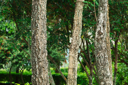 It is Pieces of wood for pattern.の写真素材