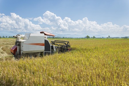 It is Harvesting machinery on yellow rice field for pattern.の写真素材