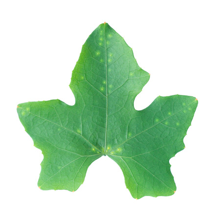 It is One green leaf isolated on white.の写真素材