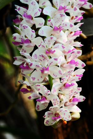 It is White and purple orchid for pattern.の写真素材