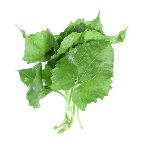 It is Pile of green leaves isolated on white.の写真素材
