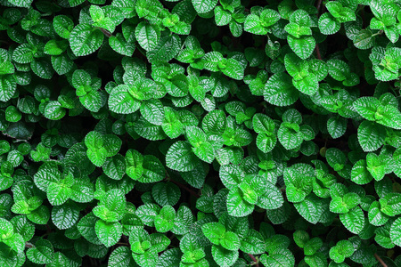 It is Green mint leaves background.の写真素材