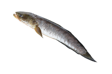 it is snakehead fish isolated on white.の写真素材