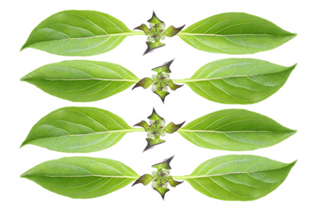 it is green hairy basil leaves isolated on white.の写真素材