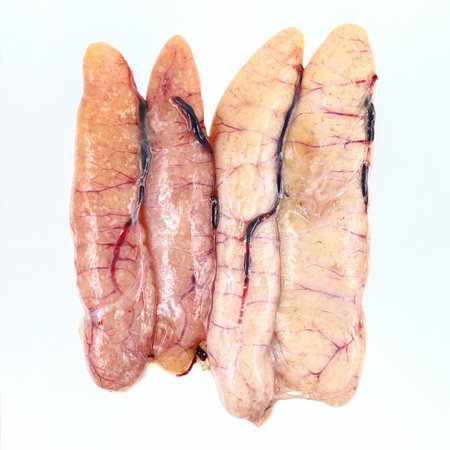 it is fresh fish eggs sac isolated on white.の写真素材