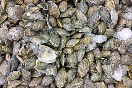 it is frozen shell with ice for pattern and background.