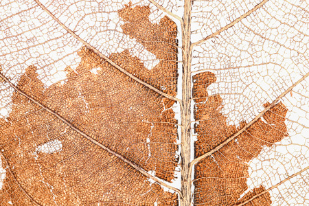it is dry damaged leaf for pattern.の写真素材