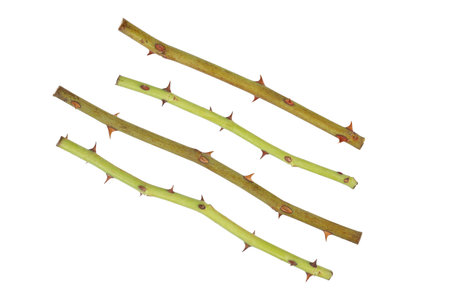 it is rose stalk with thorn isolated on white.の写真素材