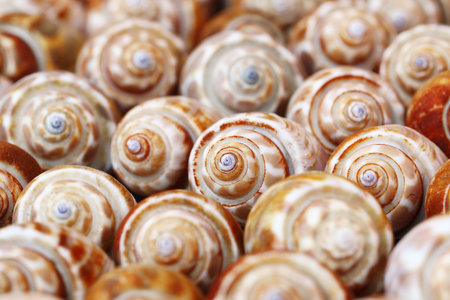 it is shells for background.