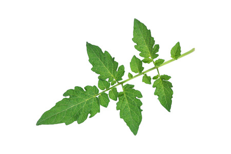 it is green tomato leaf isolated on white.の写真素材