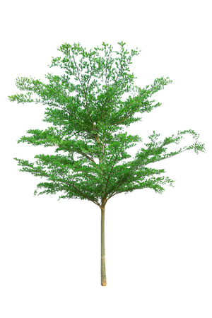 it is terminalia ivorensis chev. tree isolated on white.の写真素材