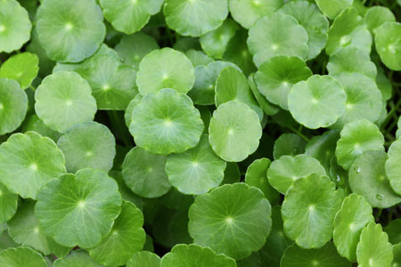 natural green hydrocotyle background.