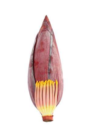 one banana blossom isolated on white.の写真素材