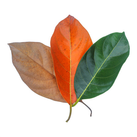 three color changing leaves isolated on white.