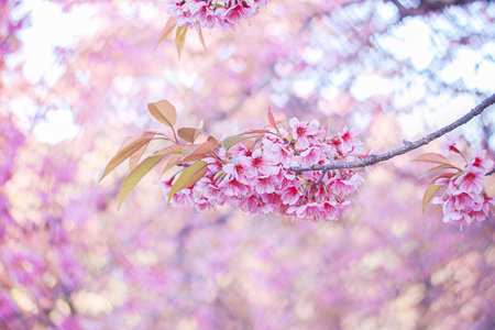 beautiful white and pink cherry blossom hanging on blur heart shape bokeh background.の写真素材