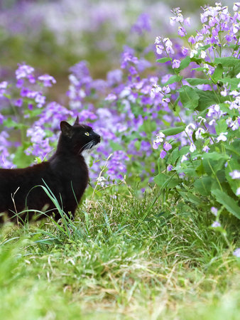 Black cat in the meadow with purple flowers. Selective focus.の写真素材