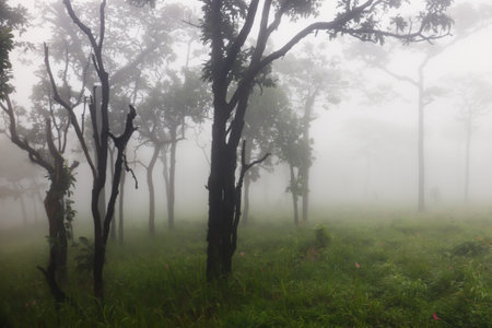 Trees in the mist at Doi Inthanon National Park, Chiang Mai, Thailand