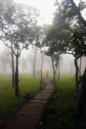 wooden walkway in the morning mist at Doi Ang Khang, Chiang Mai, Thailand