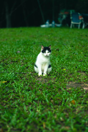 Cute cat sit on the green grass in the garden. Selective focus.