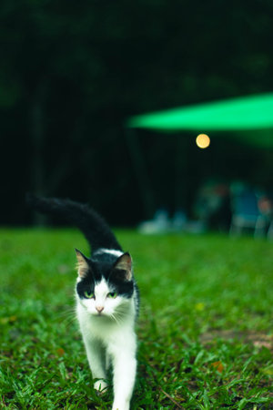 Black and white cat sitting on green grass at night. Selective focus.の写真素材