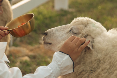 Sheep eating from a bowl in the hands of a young womanの写真素材