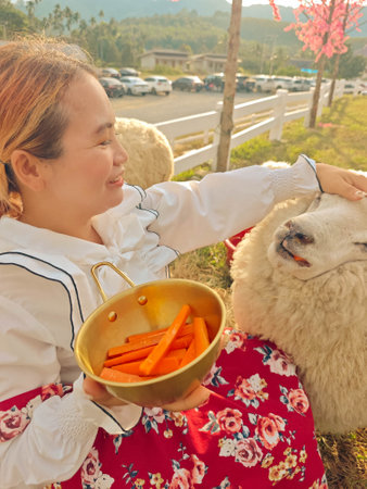 Asian girl with alpaca in traditional clothes eating carrot in the countryside.の写真素材