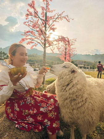 Asian woman in traditional clothes feeding a sheep with a cup of teaの写真素材