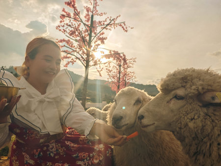 Sheep in the traditional clothes of the south of China, at sunsetの写真素材