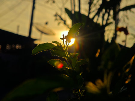 Sunset at the tea plantation in the morning. Selective focus.の写真素材