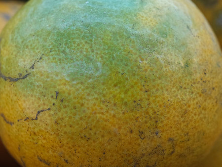 Close up of fresh green mango fruit with water drops on it.の写真素材
