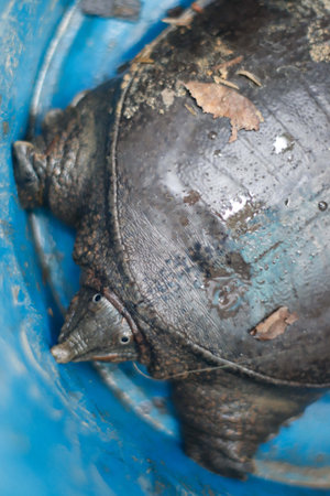 Closeup of a turtle shell in a blue bucket, Thailand.