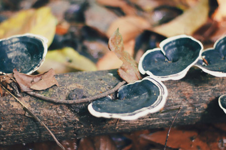 Trametes versicolor growing on a tree in the forest