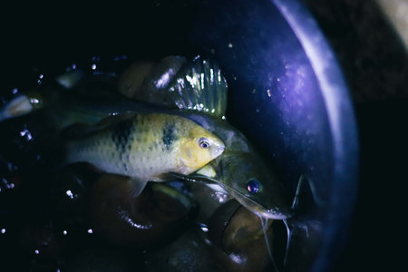 Close-up of a carp in a bucket of water. Selective focus.の写真素材