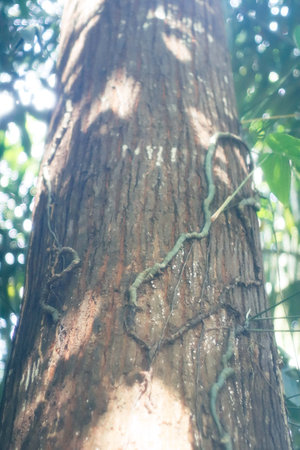 cordyceps lanceolata tree in nature gardenの写真素材