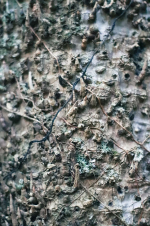 Old tree bark with moss and lichen. Abstract background and texture.の写真素材