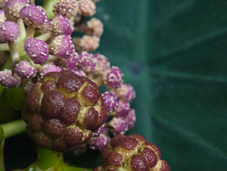 Close-up of a green and purple flower in the garden.の写真素材