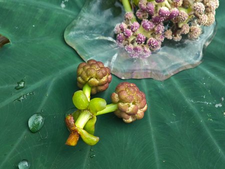 Tropical plant with water drops on green leaves. Close up.