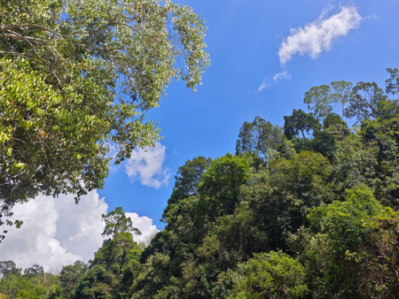Green trees and blue sky in the jungle