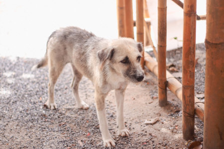 Stray dog. Selective focus on the dogの写真素材