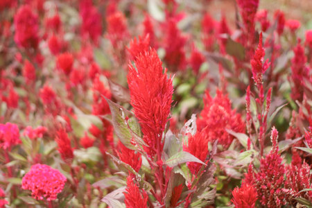 Celosia argentea or Cockscomb flower in gardenの写真素材