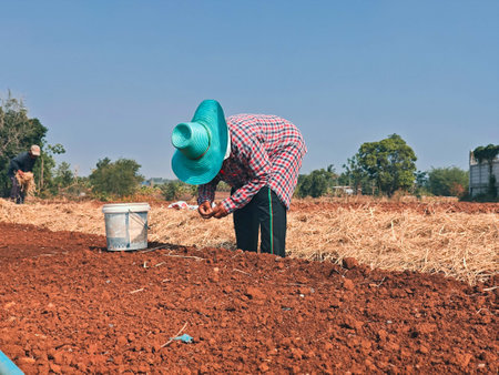 Farmer is planting seedlings in the vegetable garden on the farm.の写真素材