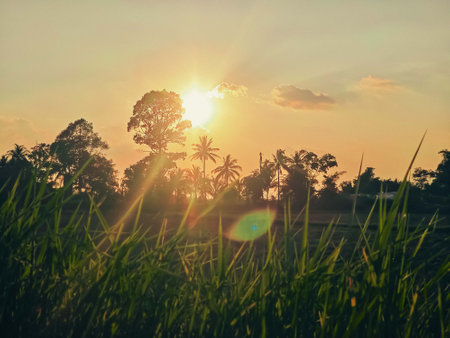 Sunset in the rice fields of Borneo, Malaysia.の写真素材